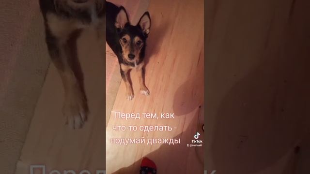 #дворняжка #dog #собака #умнаясобака #дрессировка #собакадругчеловека