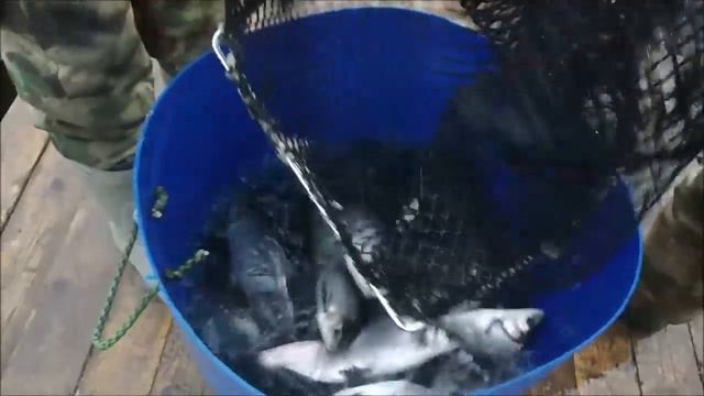 Клевое место д Савельево Зарыбление сигом в третий сектор количеством 500 кг. смотреть онлайн