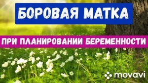 Боровая матка при зачатии. Состав и лечение.