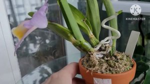 Laelia jongheana первое домашнее цветение.