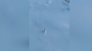 Моряки атомного ледокола «Урал» засняли бегущих по льду песцов