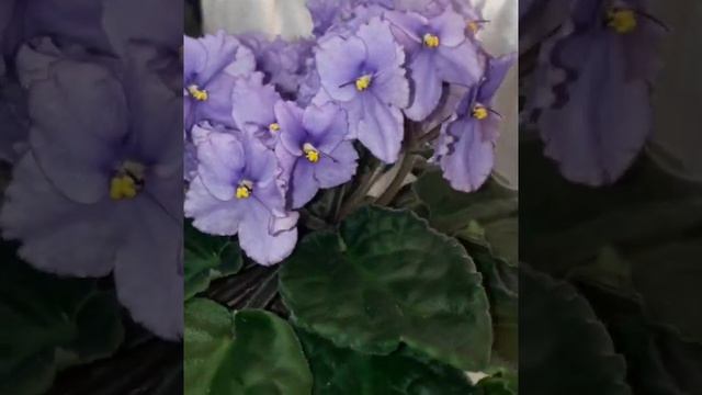 Фіалка Любимая Дочка смотреть онлайн