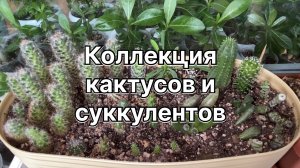 Сажу крассулы. Моя мини-коллекция суккулентов и кактусов. 14 августа 2024 г