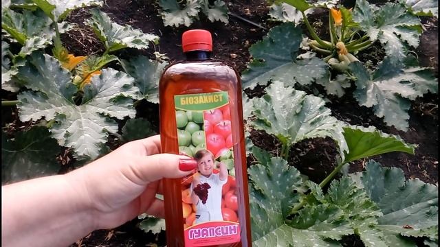 Изобилия Кабачков с Июня до Самых Заморозков !Питание и защита Мой Опыт Выращивания от А до Я !!!