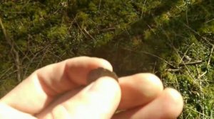 Коп в Калининградской область. Подсохшее болото.