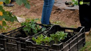 Как разбить цветник в тенистом дворе.