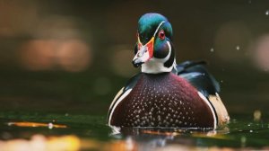 Кто такие Утки?Интересные и малоизвестные факты о Утках? AnyWild