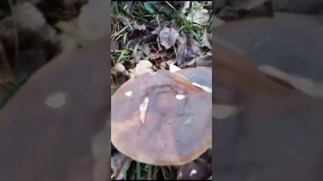 грибы. растут , осень, листва, трава. mushrooms. grow, autumn, foliage, grass. смотреть онлайн