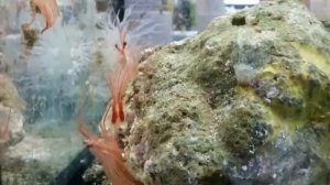 Креветка доктор Вурдеманна