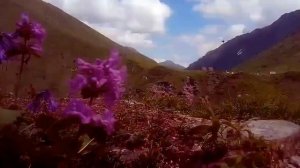 Прогулка по альпийским лугам Красной поляны