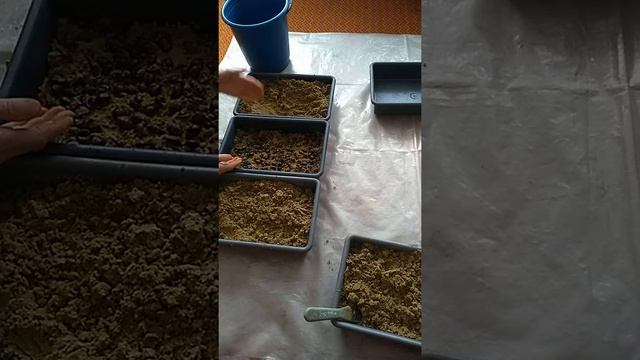 cтратификация косточек абрикоса зимой смотреть онлайн