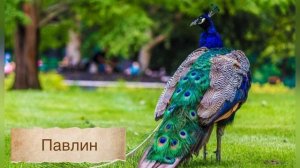 Самые красивые птицы на земле