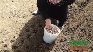 Посадка чеснока весной.