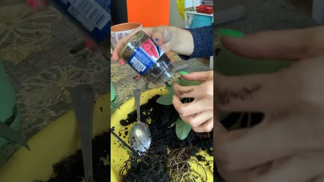 Осенняя пересадка шефлер