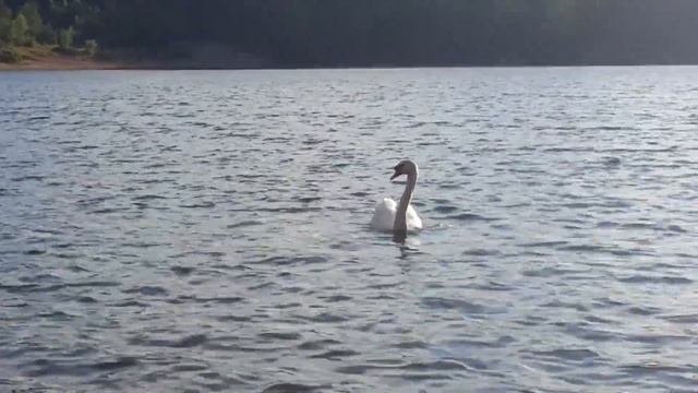 Flautino Concerto by A. Vivaldi played with piccolo & organ смотреть онлайн