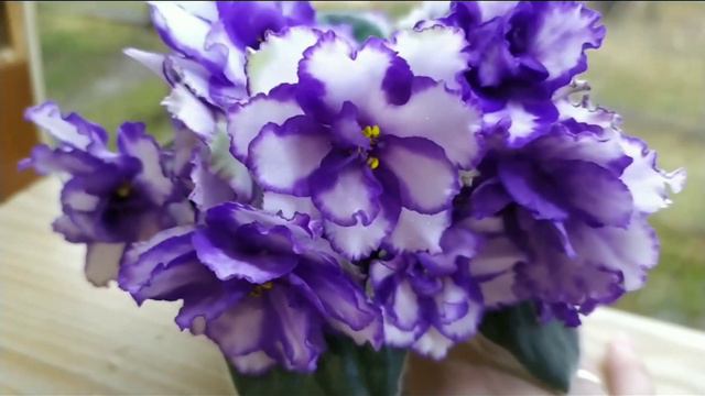 КРАСИВЫЕ ФИАЛКИ. смотреть онлайн