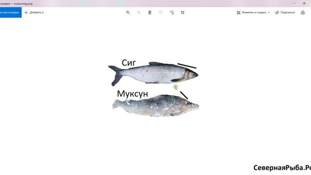 Муксун и сиг - чем отличается рыба