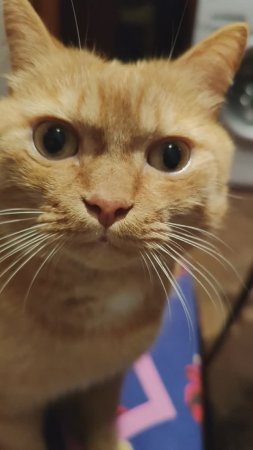 Разговор с котом Филей