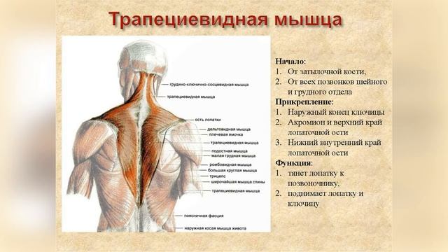 Как увеличить количество ПОДТЯГИВАНИЙ на ТУРНИКЕ? Метод подходящий всем смотреть онлайн