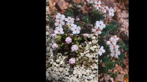 ПРОЛОМНИК  (ANDROSACE)  сем. Первоцветные