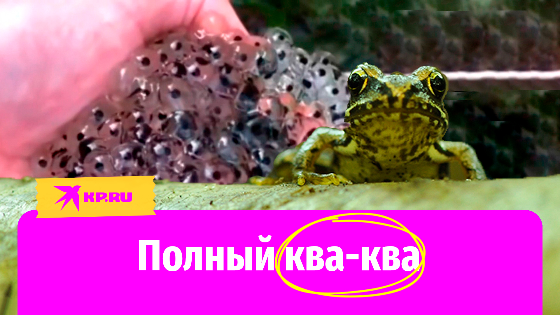 Молодой блогер выращивает десятимиллионную лягушачью армию