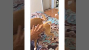 MREVIATAR TIKTOK COMPILATION CHIHUAHUA | Niki the angry chihuahua dog | #chihuahua #mreviatar