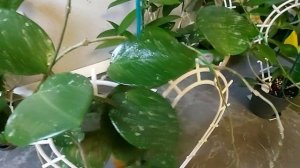 Хойи в моей коллекции. Часть 1