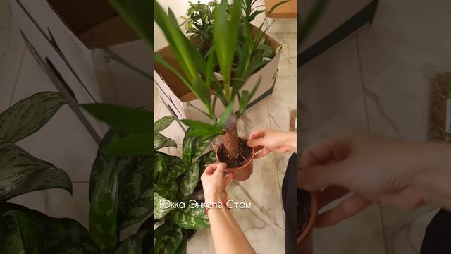 Обзор новых растений - 18 декабря 2023 года #поставка #аглаонема #шеффлера #спатифиллум #юкка #обзор