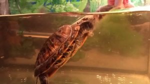 Красноухая черепаха обедает карасём