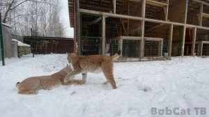 РЫСИ РЕЗВЯТСЯ С КАТЕЙ / Сервал гоняется за ребенком