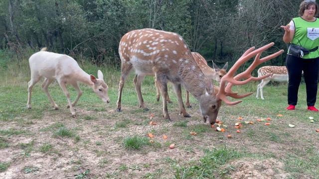 Обзор зоопарка для детей - Зооферма Шихово  Лайк Викторовы