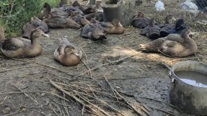 Мускусные утки тяжёлой линии Селекция мускусных уток Немецкие Мускусные утки Индоутки СельскаяЖизнь