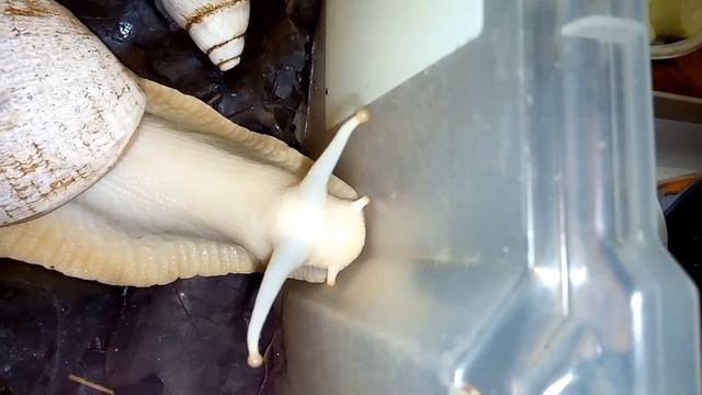 3.Гигантские улитки в качестве домашних питомцев. смотреть онлайн