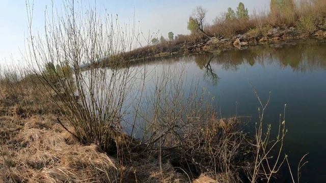 Прёт под куст как сазан ! смотреть онлайн