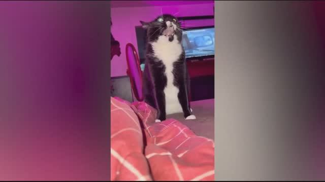 Смешные питомцы #7 смотреть онлайн