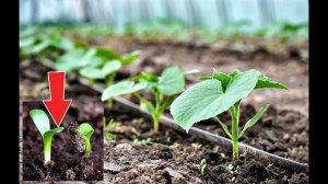 Огурцы взойдут в 5 раз быстрее с этими секретами! Как сажать огурцы в открытый грунт?