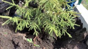 Пересадка елей