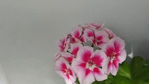 Пеларгония Flower Fairy White Splash