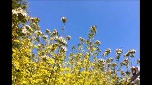 Summertime Marjoram Flowers | Tea Pursuit