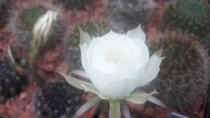 Pseudolobivia ancistrophora VG 802. Кабанчики напились.