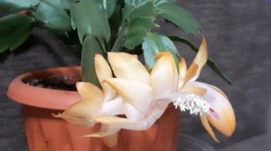 шлюмбергера THOR SOPHIA