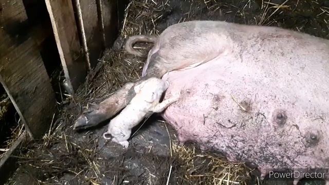 Очень тяжёлый опорос/такого у нас еще не было .