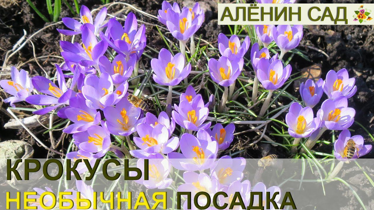 КРОКУСЫ необычная посадка. На газоне будет красиво!