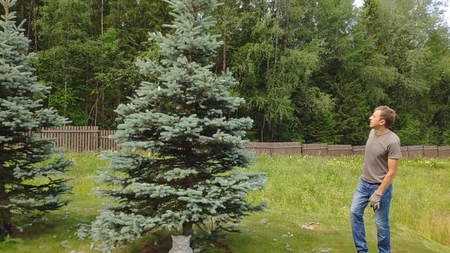 Художественная стрижка сада в Ленинградской области смотреть онлайн