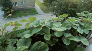 Ремонтантная клубника на подоконнике,сбор урожая.   14.08.2024 г.