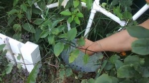 Опора для вьющихся своими руками. Опора для плетущихся растений Паутинка своими руками