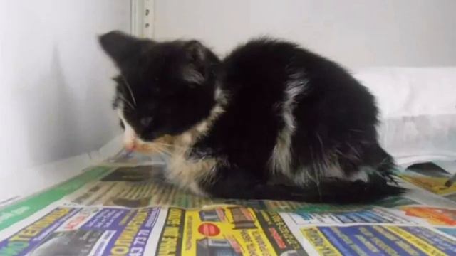 Грязный котёнок лежал неподвижно и пытался позвать на помощь. Но у крохи ни на что не было сил смотреть онлайн