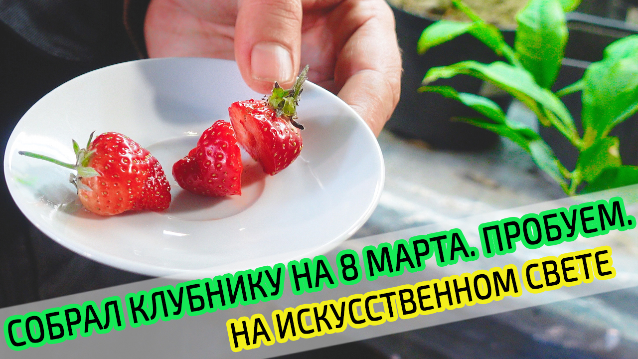 Первая сочная клубника к 8 марта. Зимняя тепличка для клубники в погребе. Пробуем на вкус клубнику.