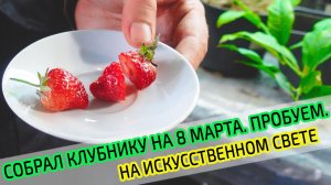 Первая сочная клубника к 8 марта. Зимняя тепличка для клубники в погребе. Пробуем на вкус клубнику.