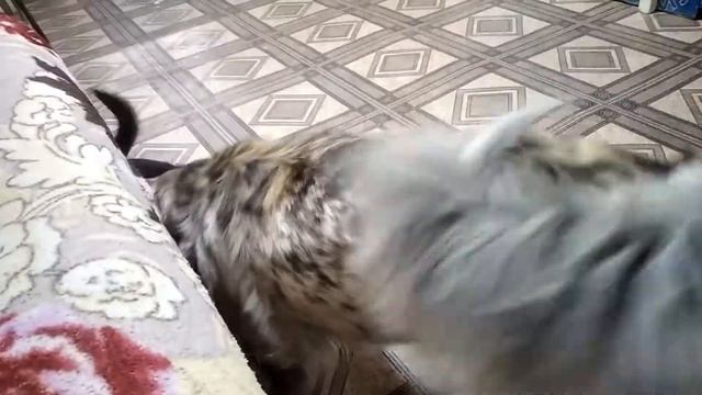 Бой без правил 😳 смотреть онлайн